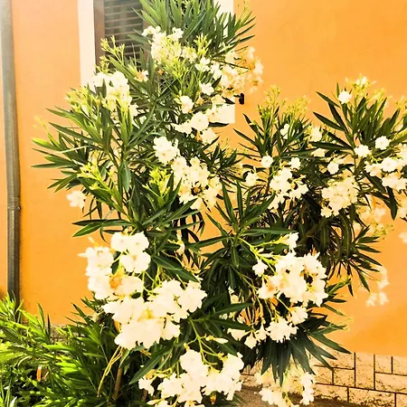 Villa Caroiba